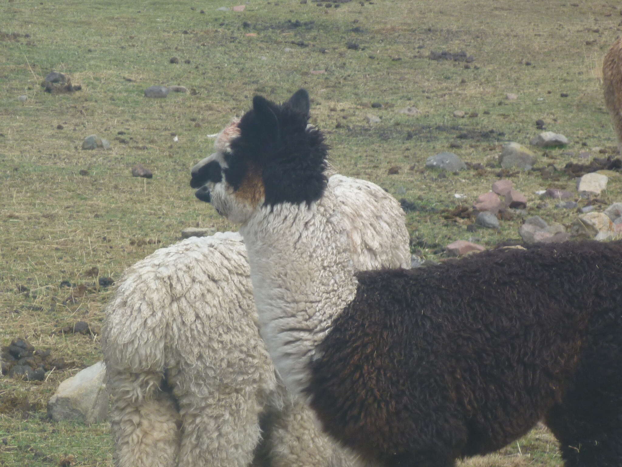 Image of Alpaca