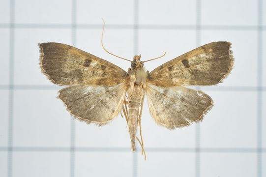 Image of <i>Ceratarcha umbrosa</i> Swinhoe 1894