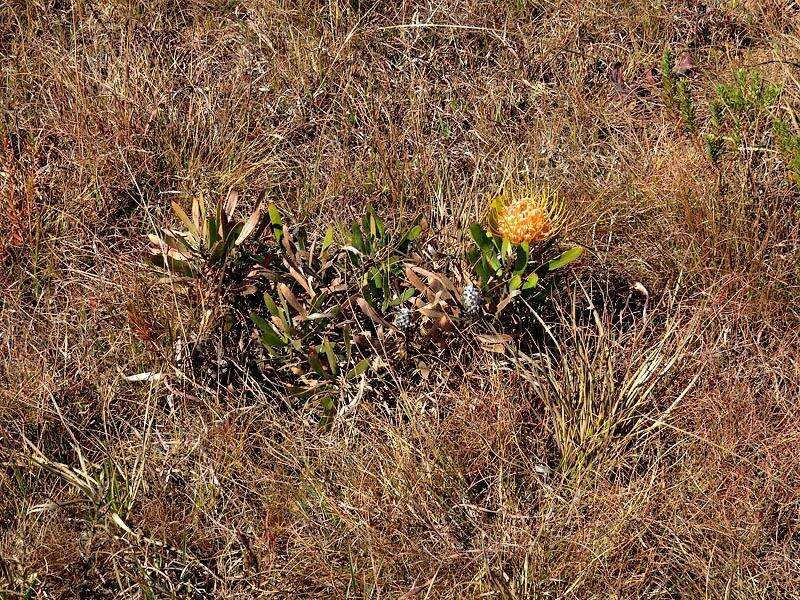 Image of Leucospermum gerrardii Stapf