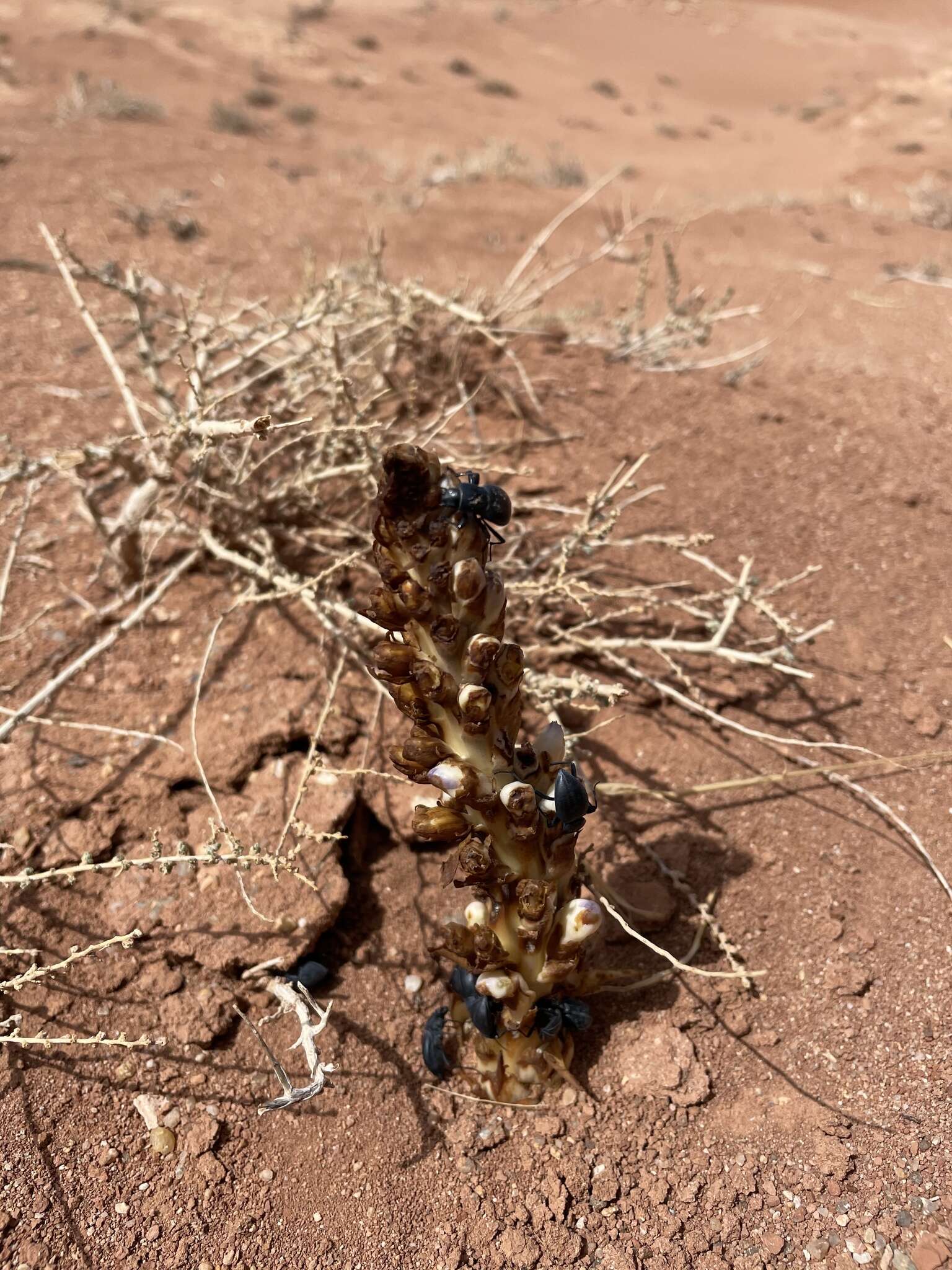 Image of desert broomrape