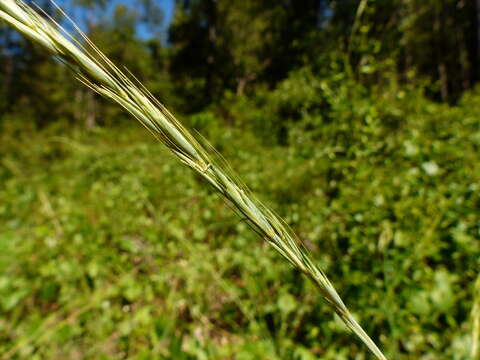 Imagem de Elymus glaucus subsp. glaucus