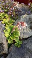 Image of Saxifraga urbium D. A. Webb