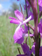 Image of Anacamptis palustris subsp. elegans (Heuff.) R. M. Bateman, Pridgeon & M. W. Chase