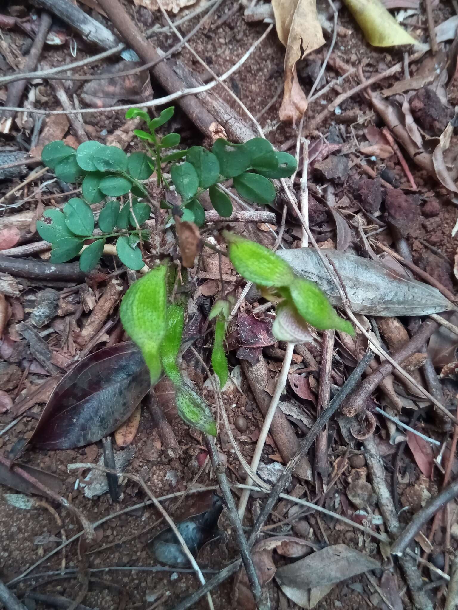 Sivun Ormocarpum bernierianum (Baill.) Du Puy & Labat kuva