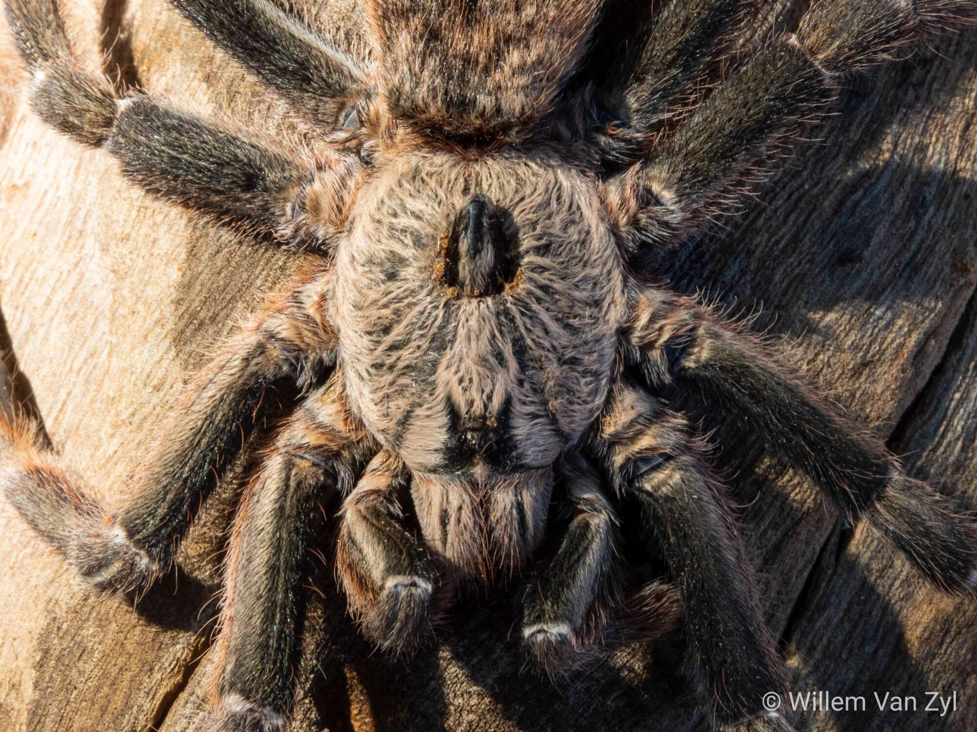 Image of African Horned Baboon Tarantula