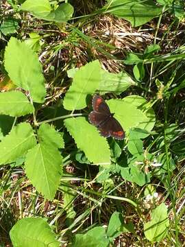 Image of Erebia euryale Esper 1777