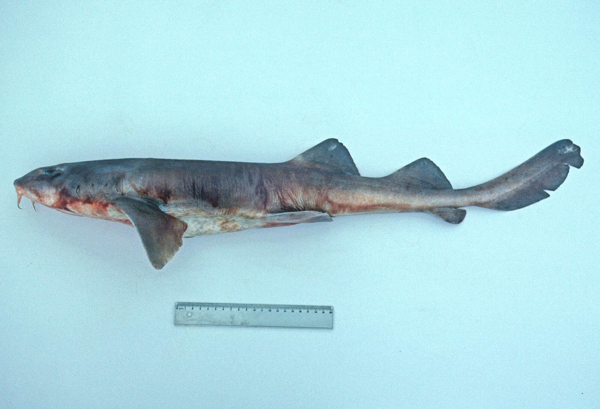 Image of Bluegray Carpetshark