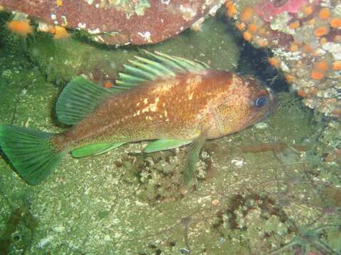 Image of Quillback rockfish