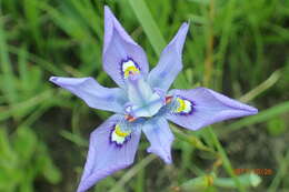 Image of Moraea inclinata Goldblatt