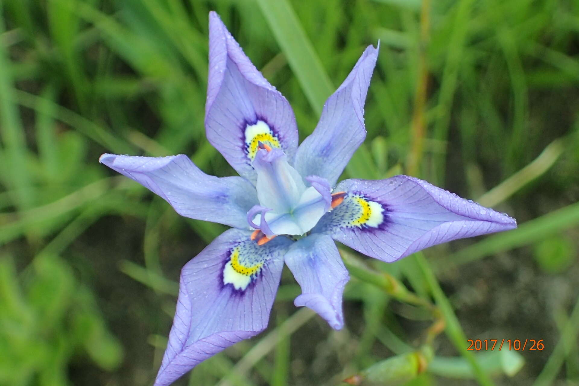 Image of Moraea inclinata Goldblatt