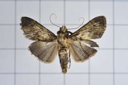 Image of Teliphasa nubilosa Moore