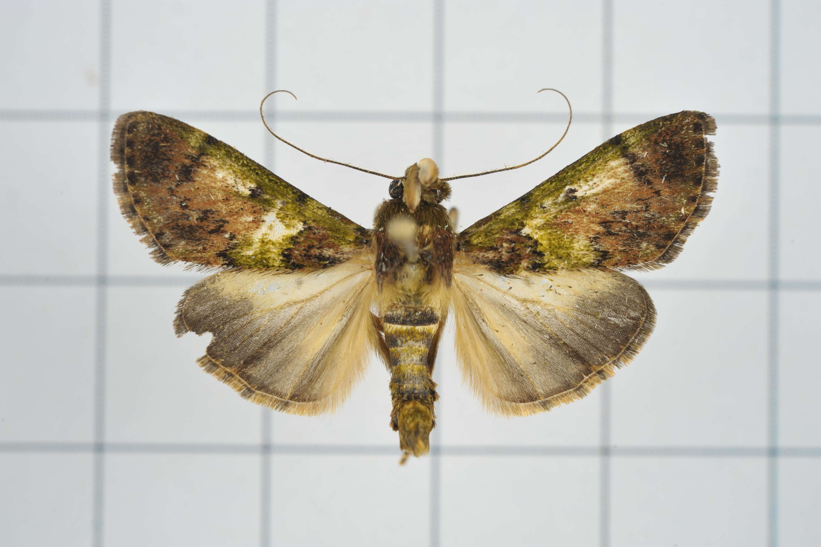 Image of Teliphasa nubilosa Moore