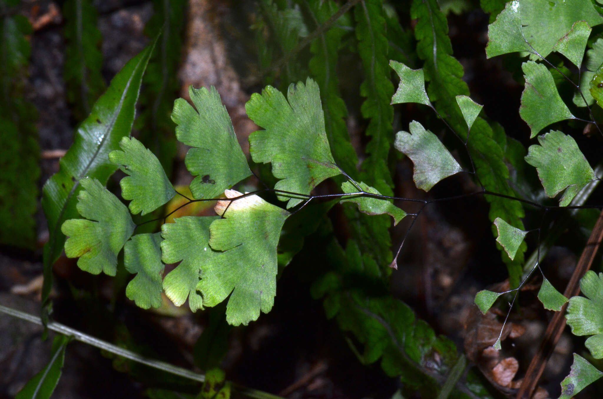 Слика од Adiantum capillus-veneris L.