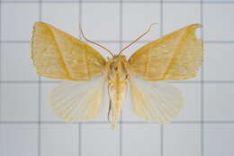 Image of Hylophilodes tsukusensis Nagano 1918