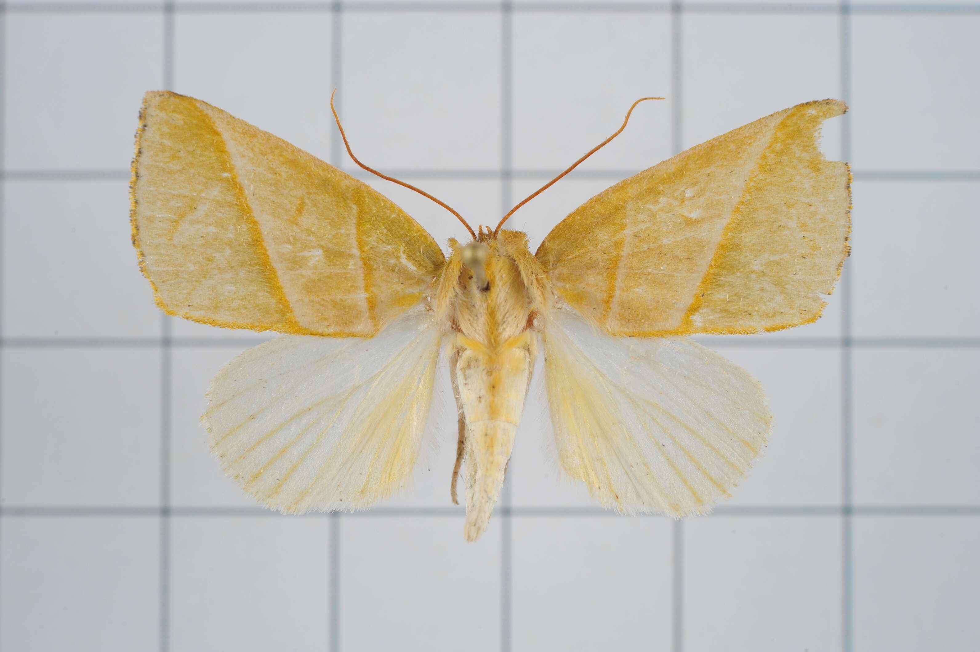 Image of Hylophilodes tsukusensis Nagano 1918