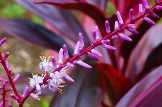 Imagem de Cordyline fruticosa (L.) A. Chev.