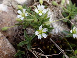 صورة Cerastium pedunculatum Gaudin