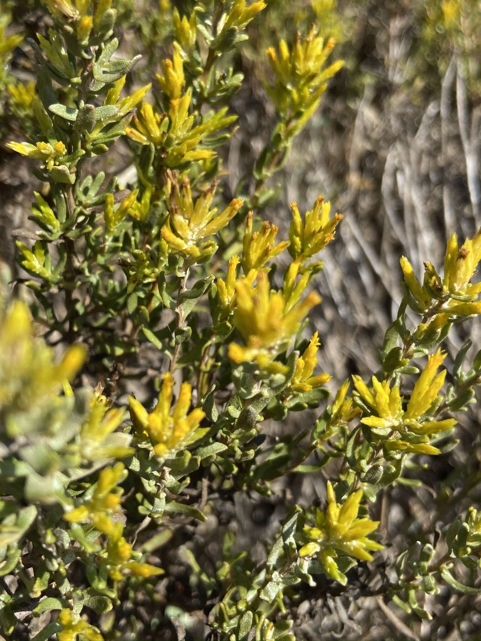 Image of Hazardia ferrisiae (Blake) W. D. Clark