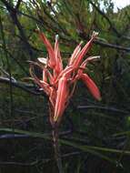 Aloe micracantha Haw. resmi