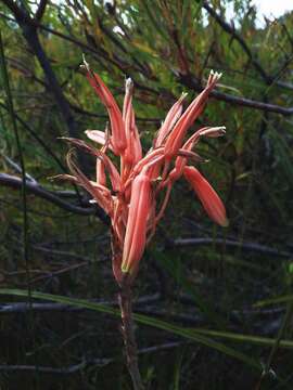 Слика од Aloe micracantha Haw.