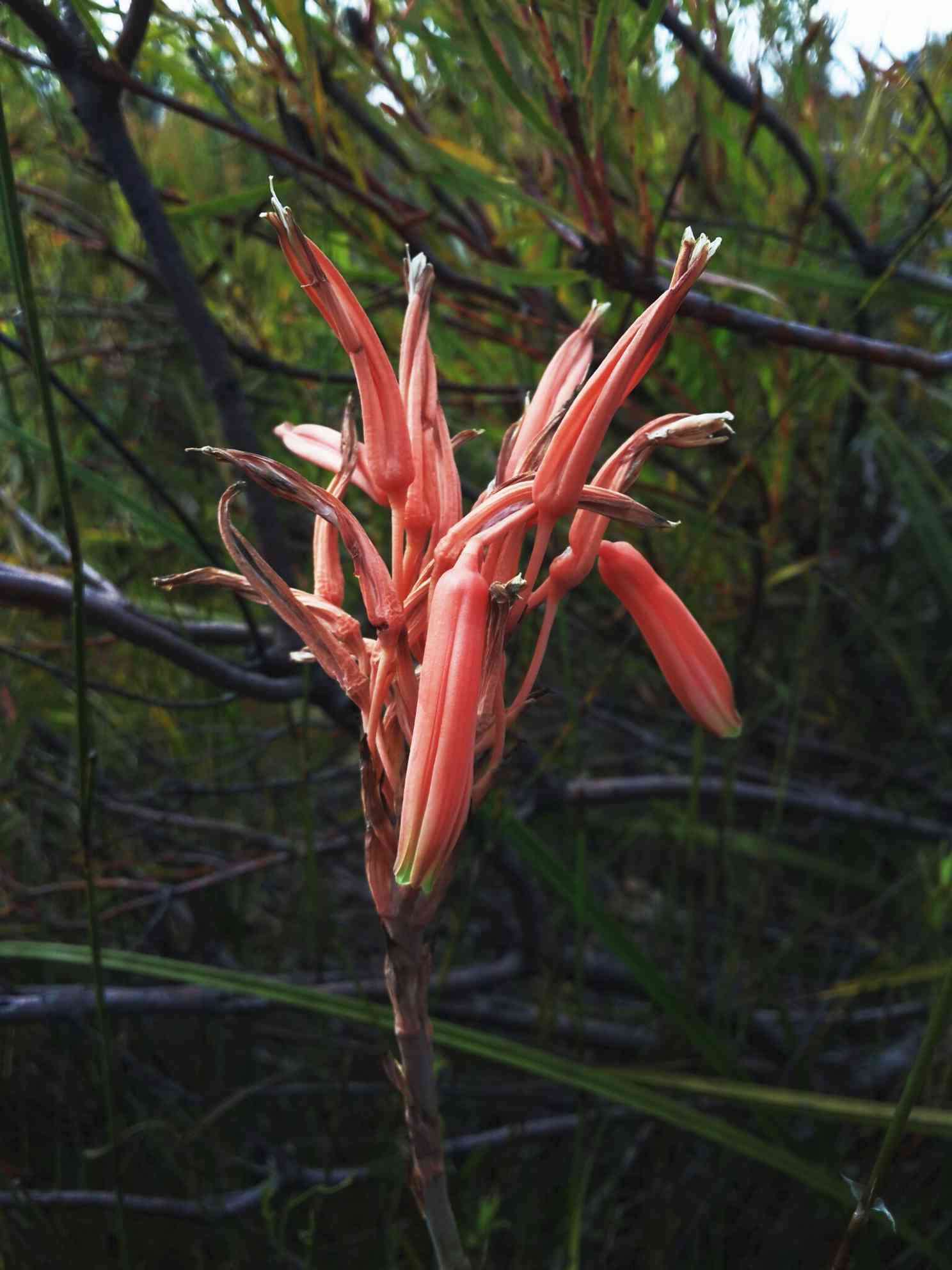 Plancia ëd Aloe micracantha Haw.