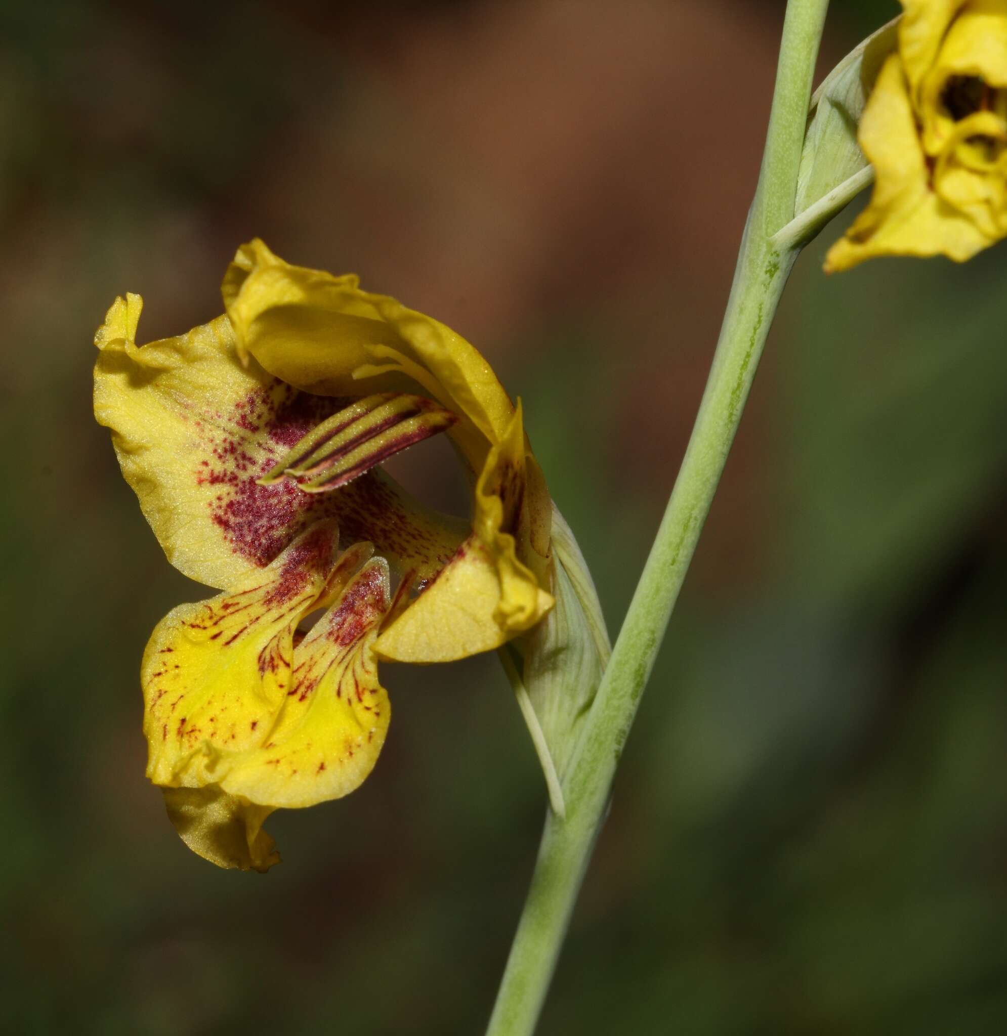 Gladiolus pardalinus Goldblatt & J. C. Manning resmi