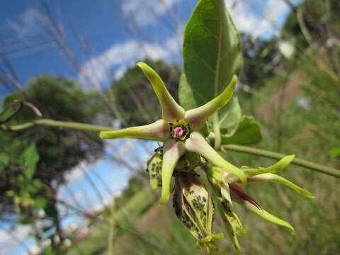 Image of Oxypetalum appendiculatum Mart.