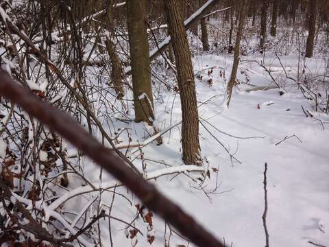 Image of swamp cottonwood