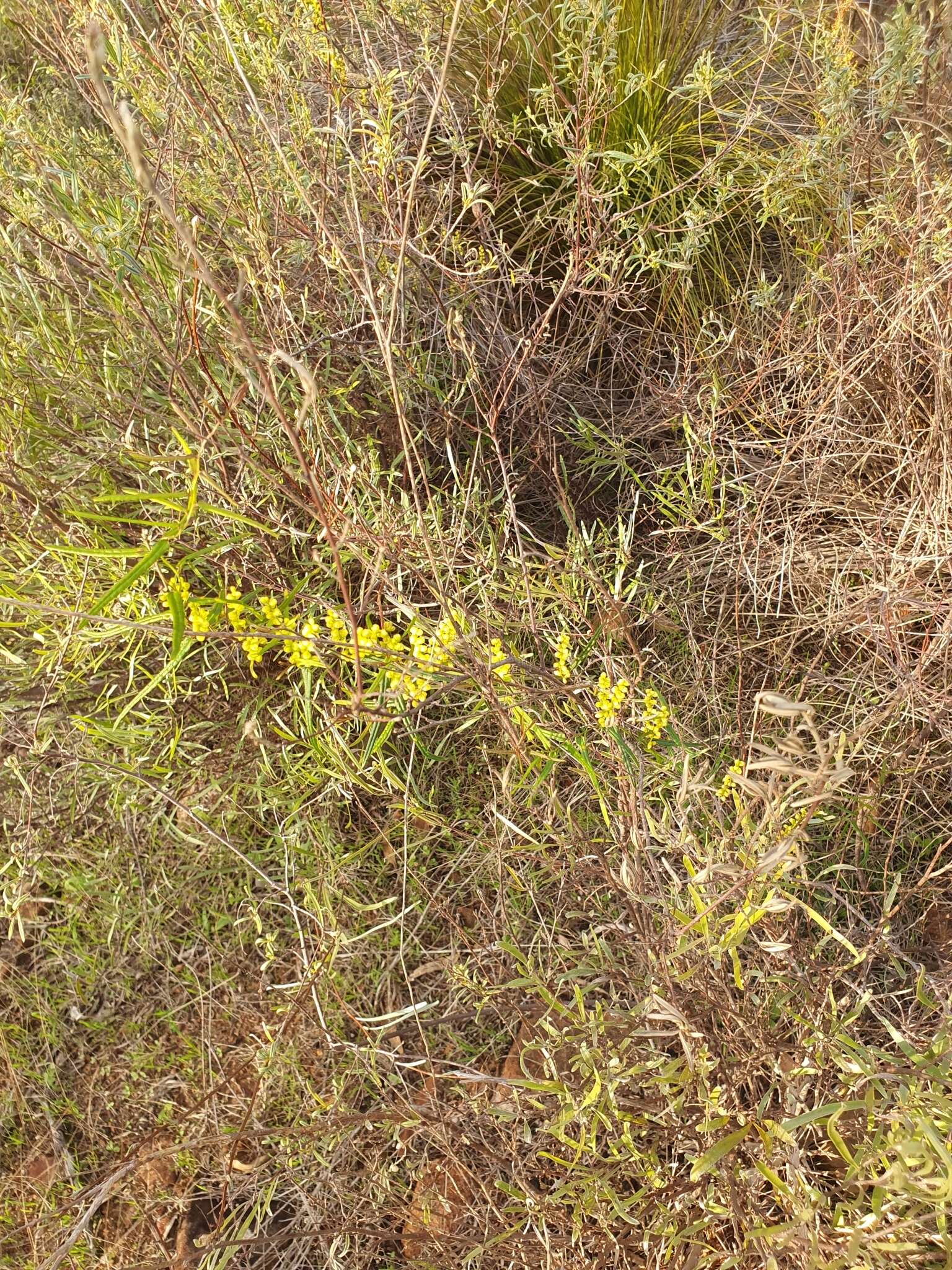 Image of Dioscorea hastifolia Nees