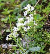 Imagem de Hornungia alpina subsp. alpina