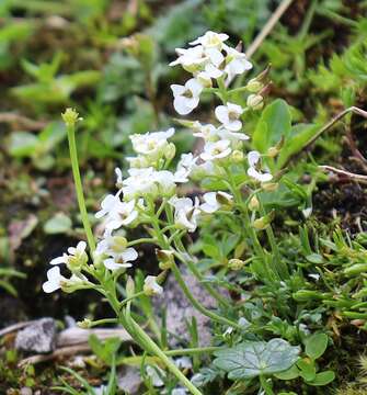 Image of Hornungia alpina subsp. alpina