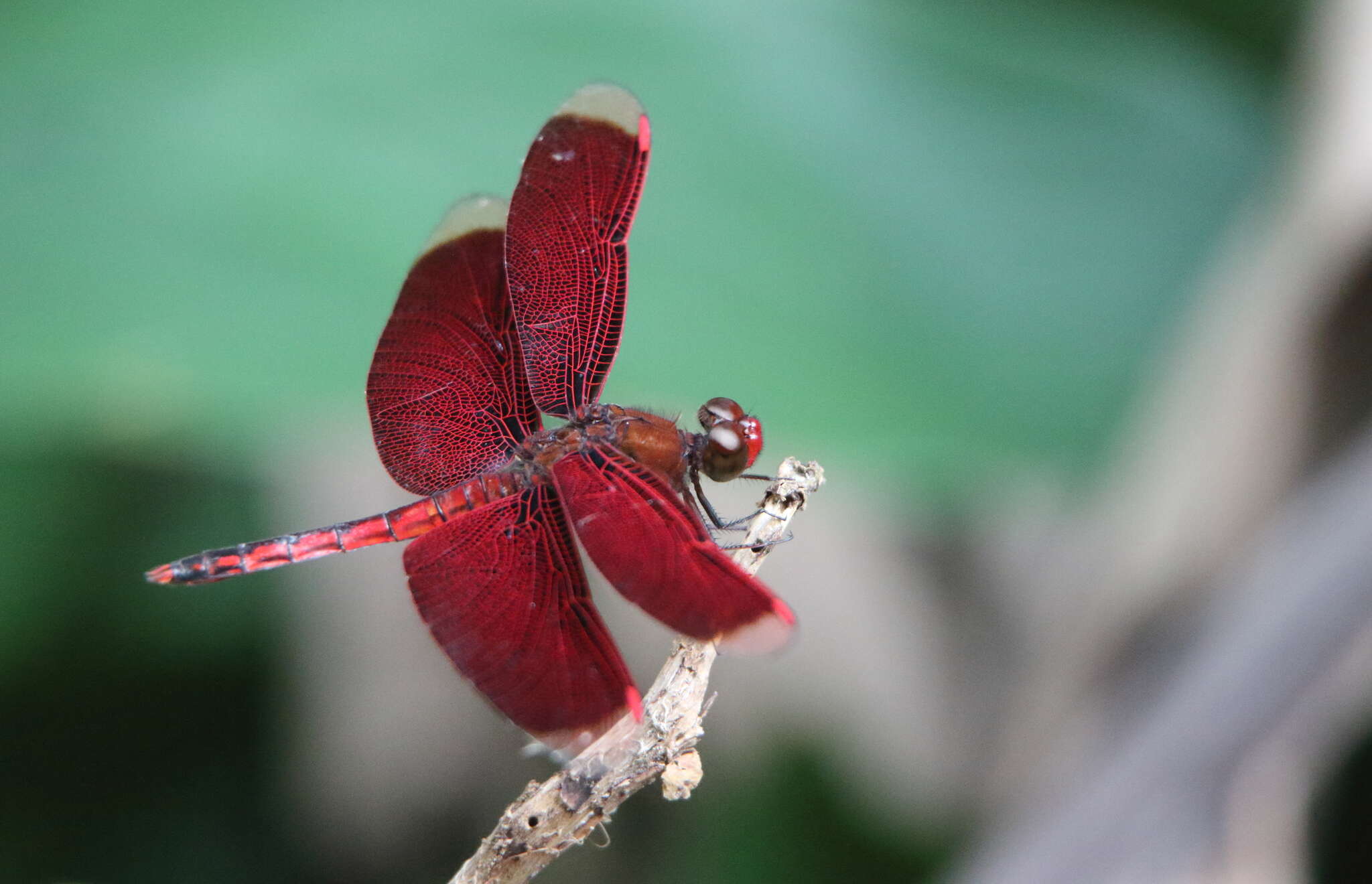 Слика од Neurothemis taiwanensis Seehausen & Dow 2016