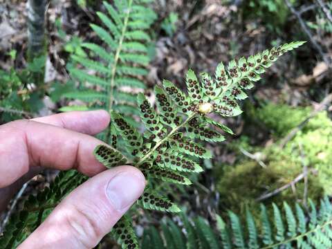 Image of Anderson's hollyfern