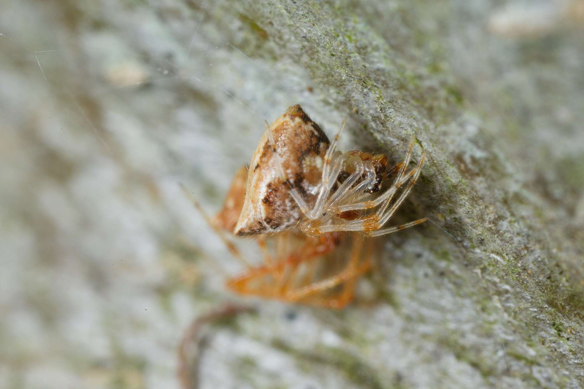 Sivun Cryptachaea meraukensis (Chrysanthus 1963) kuva