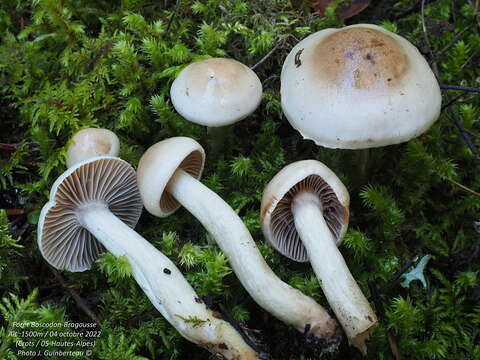 Imagem de Hygrophorus subviscifer (P. Karst.) Harmaja 1985