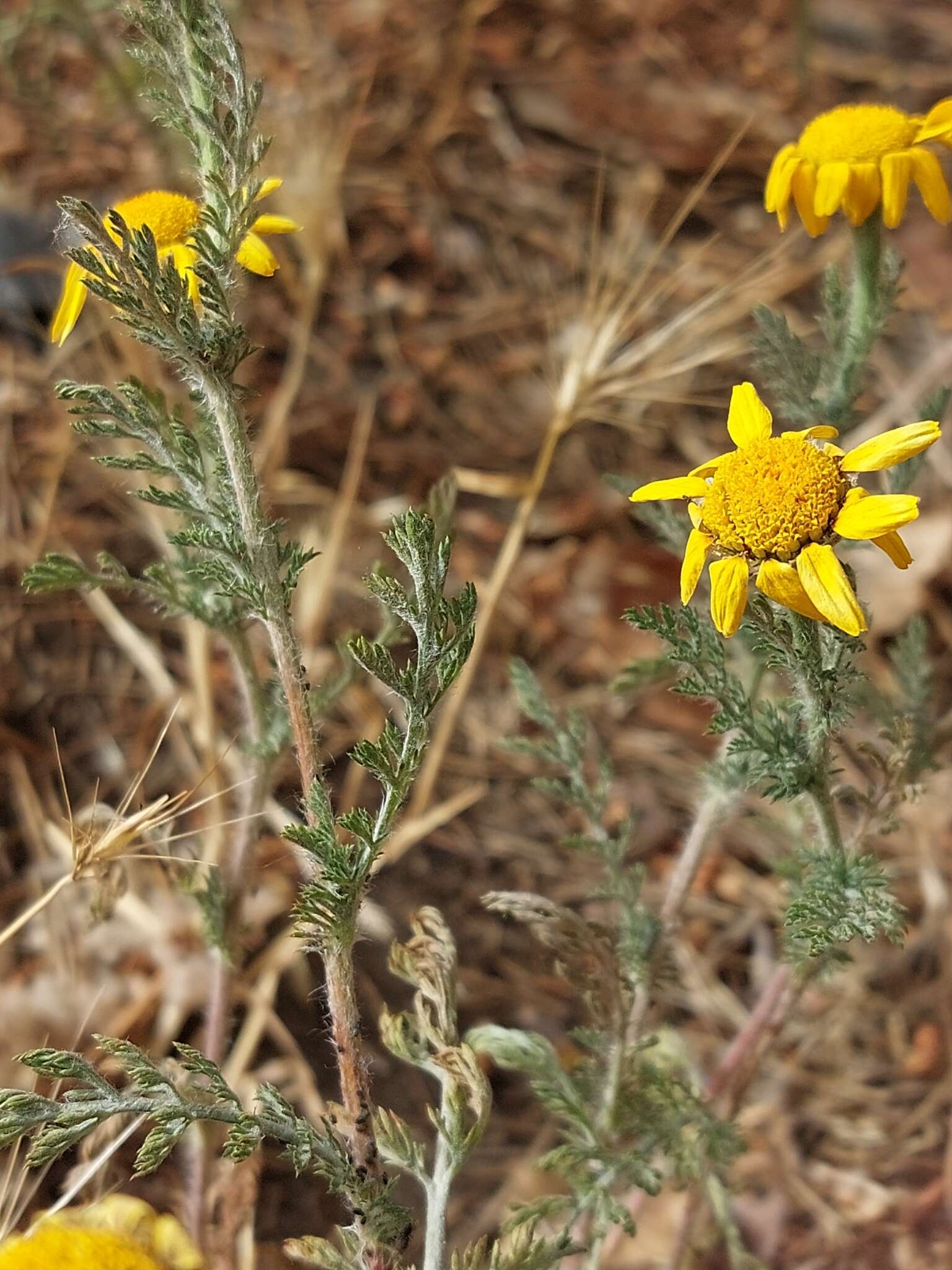 Image of Anacyclus radiatus Loisel.