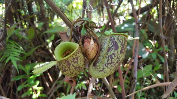 Image of Flask-Shaped Pitcher-Plant