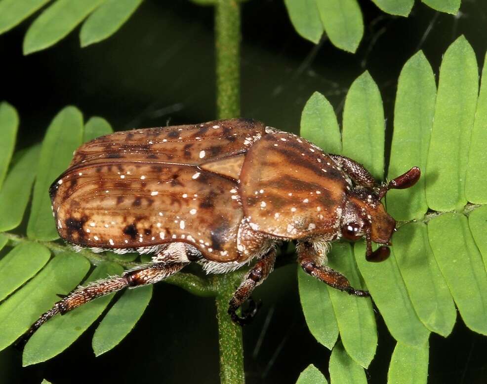 Image of Niphetophora carneola (Burmeister 1847)