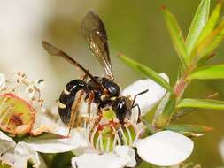 Image of Lasioglossum tertium (Dalla Torre 1896)