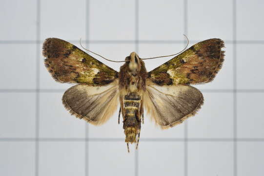 Image of Teliphasa nubilosa Moore