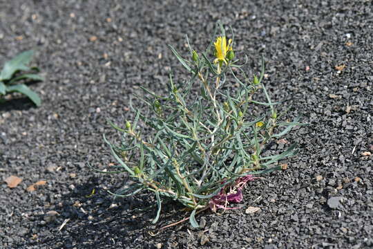 Image of manystem blazingstar