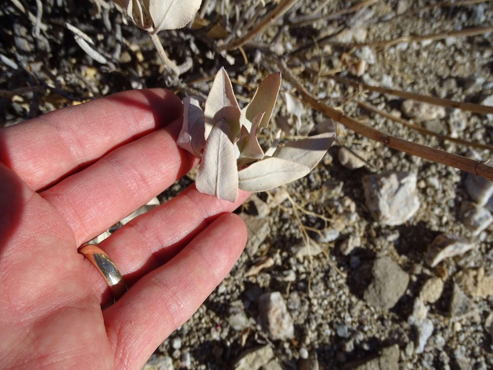 Image of scallopleaf sage