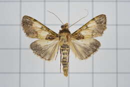 Image of Teliphasa nubilosa Moore