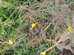 Image of ballast toadflax