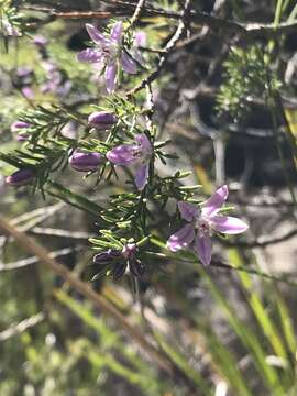 Image of Philotheca salsolifolia (Smith) Druce