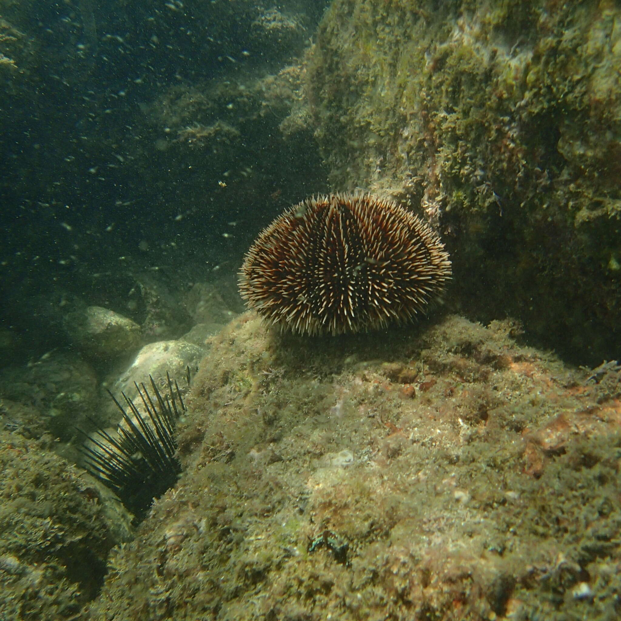 Image of White Sea Urchin