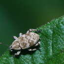 Image of Colecerus variegatus Boheman 1845