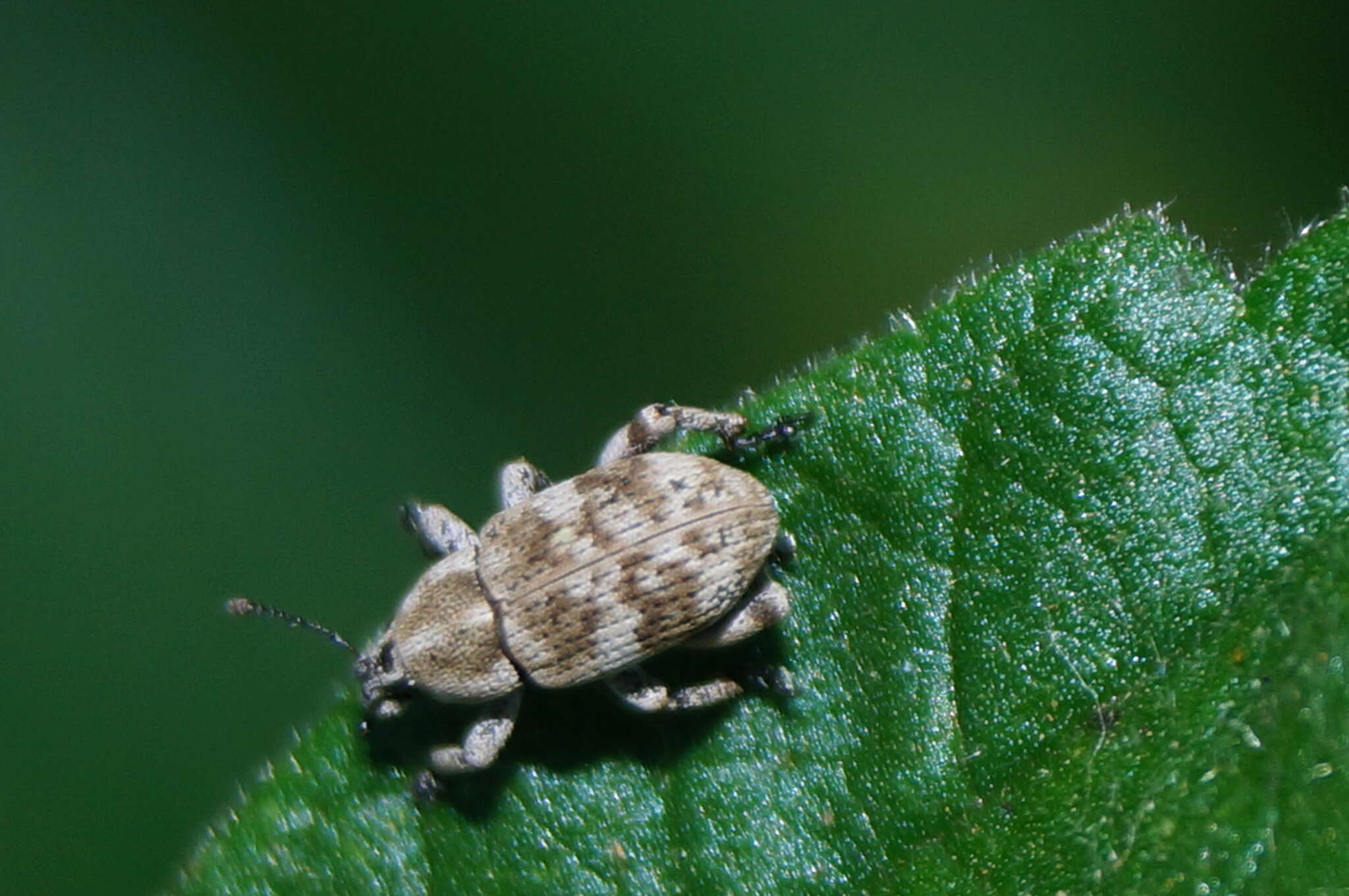 Image of Colecerus variegatus Boheman 1845