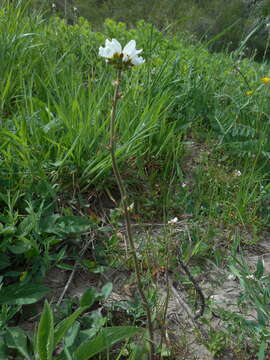 Image of Saxifraga bulbifera L.