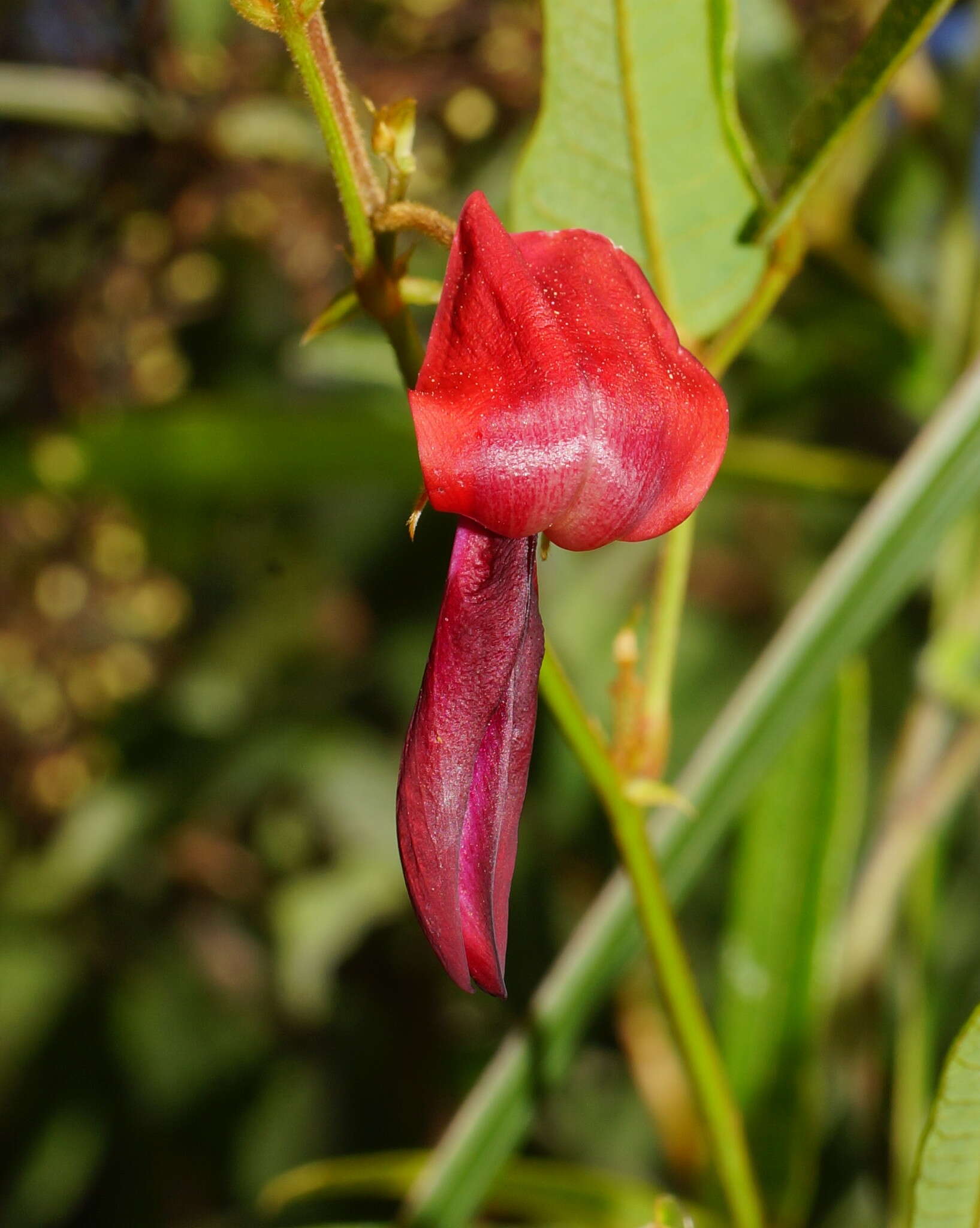 Image of Kennedia rubicunda Vent.